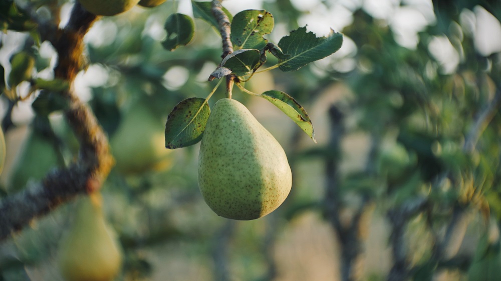 cara-menanam-buah-pir cara-menanam-buah-pir