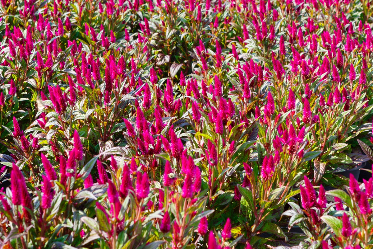 celosia celosia