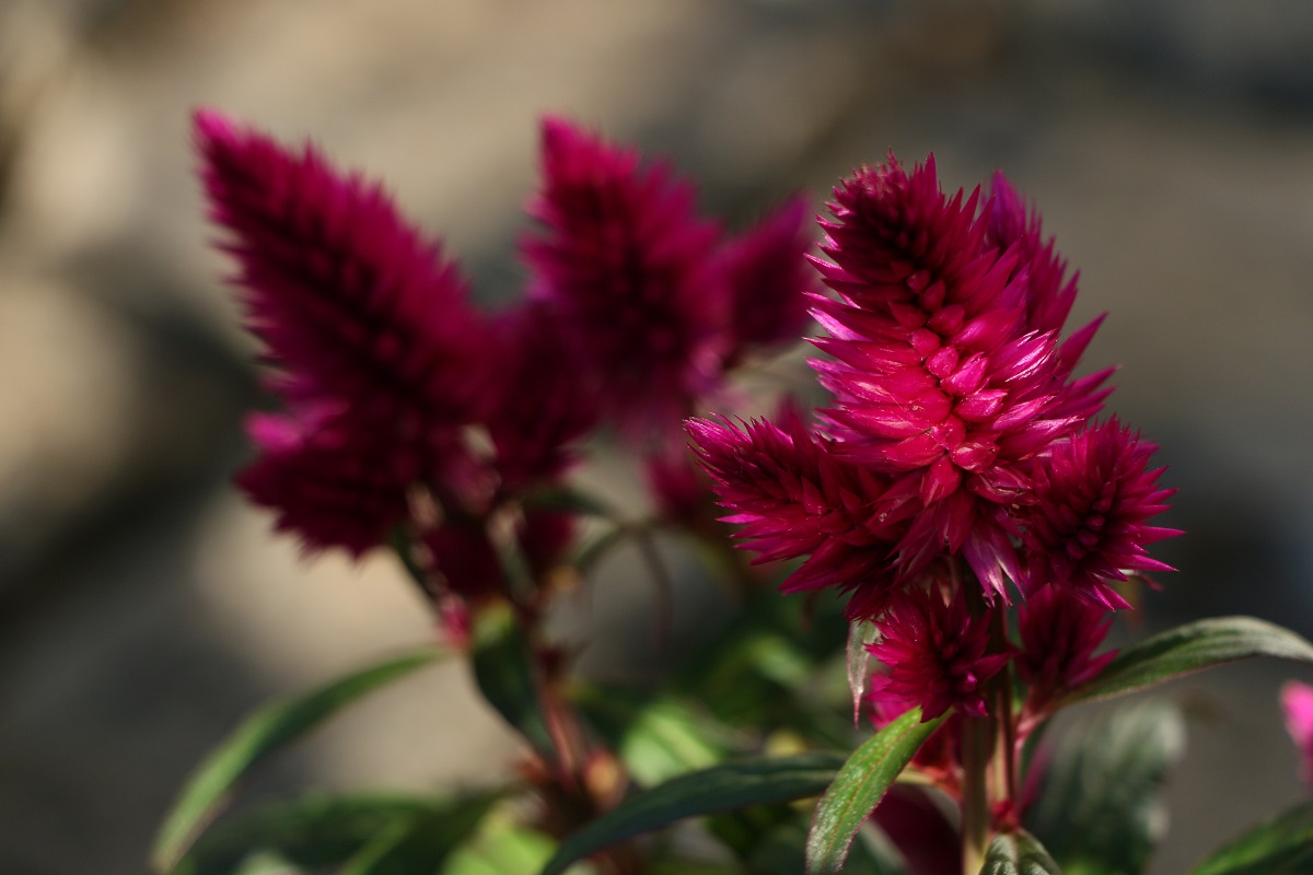 bunga celosia bunga celosia