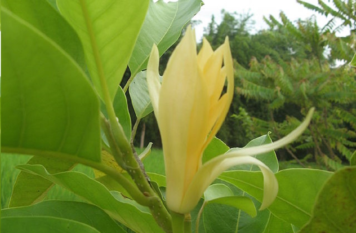 arti bunga cempaka arti bunga cempaka