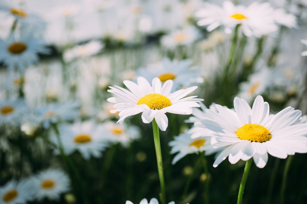 bunga-chamomile bunga-chamomile