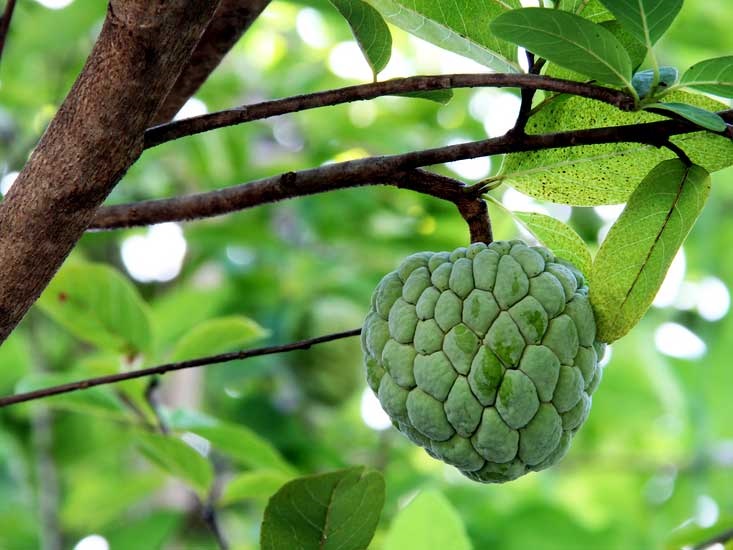 buah-cherimoya buah-cherimoya