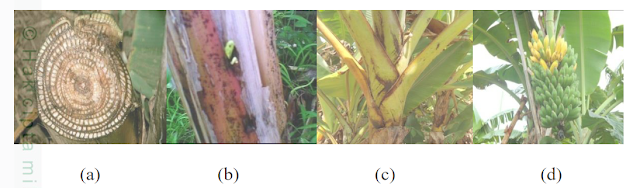 bagian batang pisang