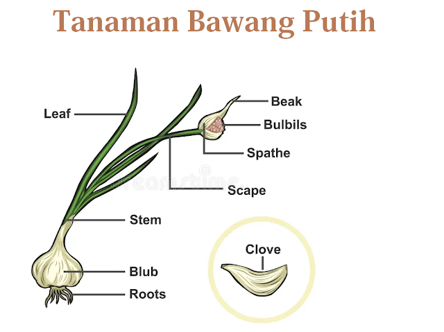 ciri - ciri tanaman bawang putih ciri - ciri tanaman bawang putih