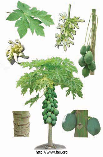 bagian tanaman pepaya bagian tanaman