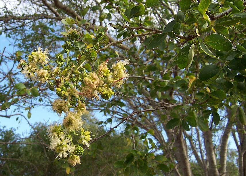 pohon-asem-londo-liar pohon-asem-londo-liar