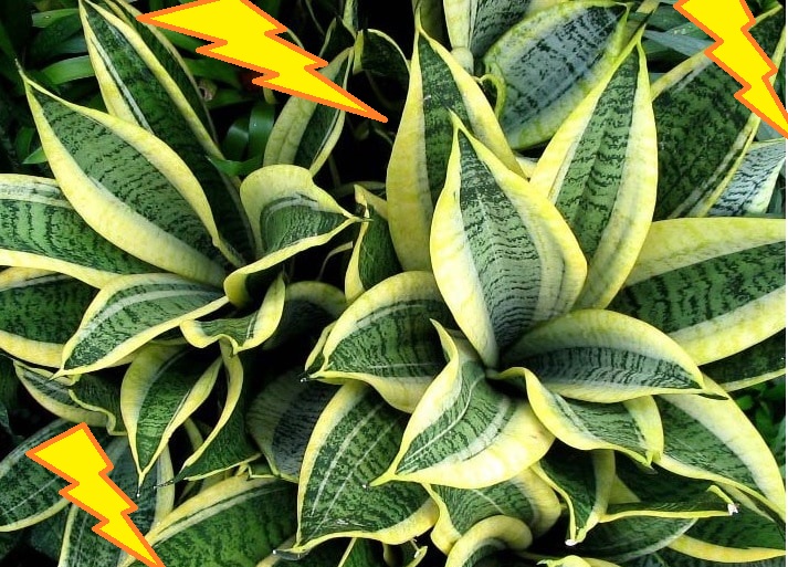 gambar lidah mertua : Sansevieria Hahnii