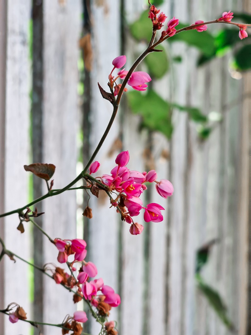 bunga air mata pengantin merah bunga air mata pengantin merah