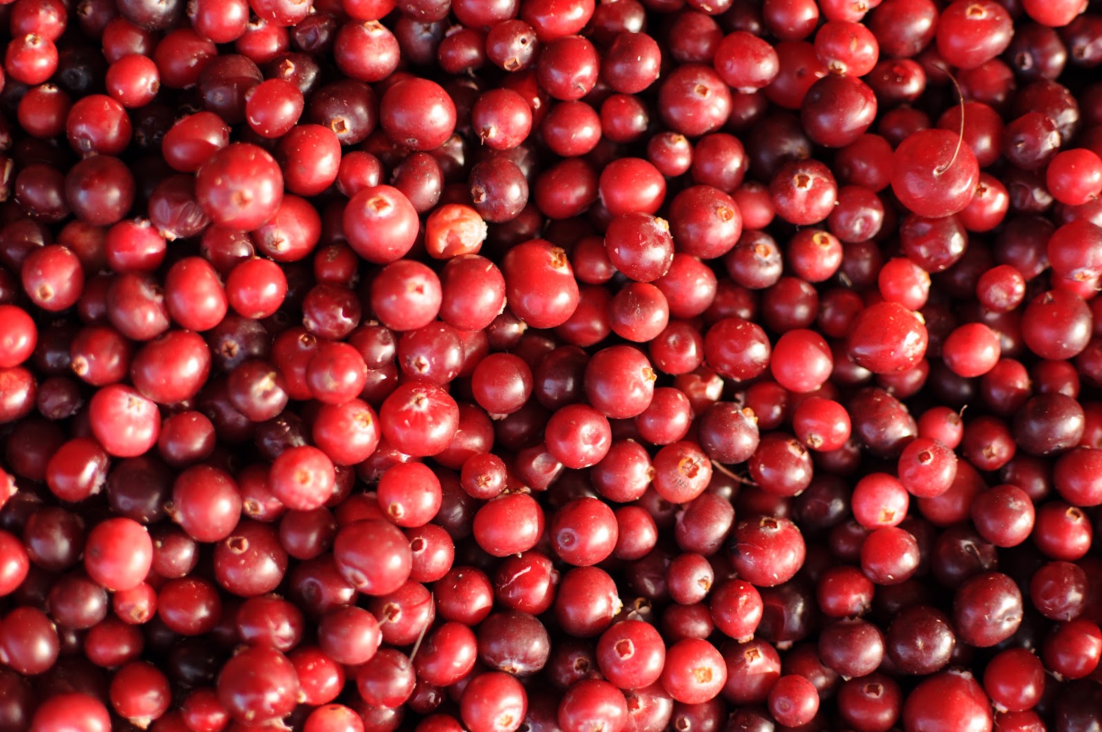 manfaat-buah-cranberry manfaat-buah-cranberry