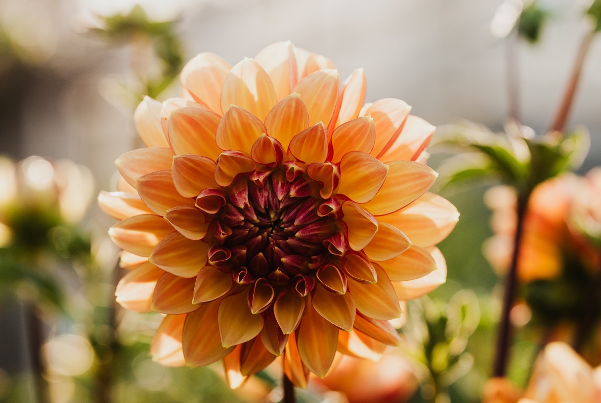 arti bunga dahlia arti bunga dahlia