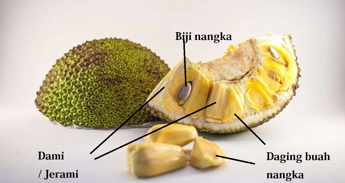 Dami buah nangka Dami buah nangka