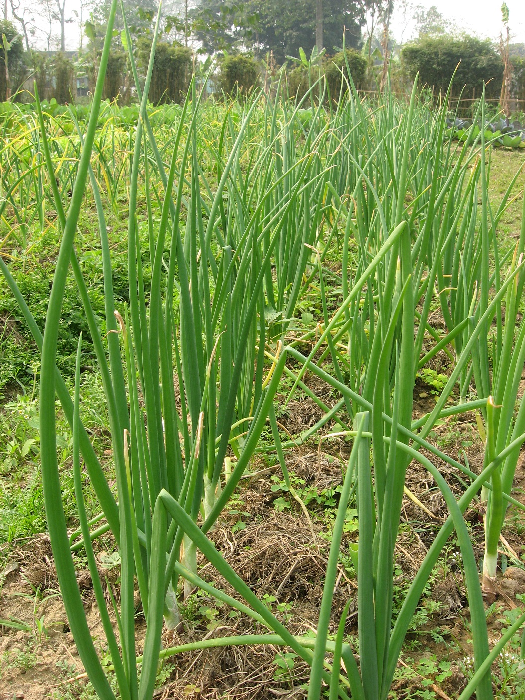 daun bawang bombay daun bawang bombay