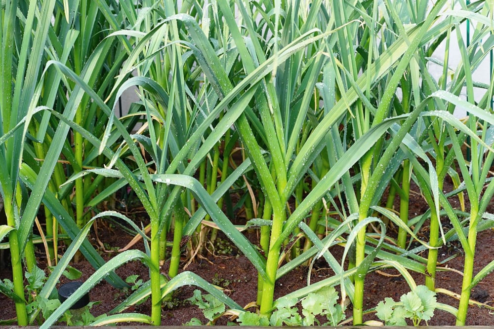 daun bawang putih daun bawang putih