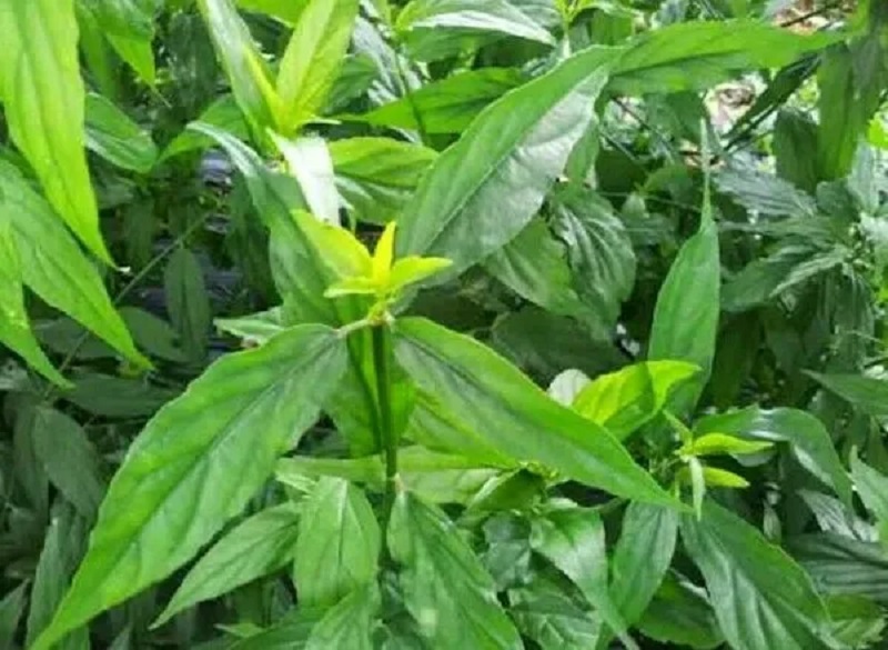 manfaat-daun-belalai-gajah manfaat-daun-belalai-gajah