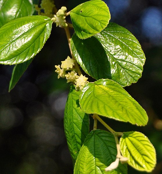 daun bidara daun bidara
