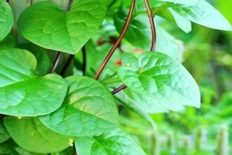 manfaat-tanaman-binahong manfaat-tanaman-binahong