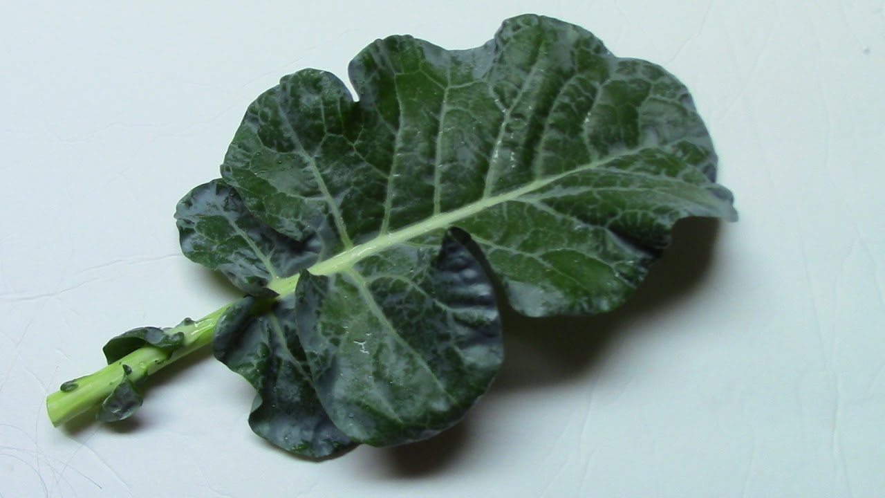 daun brokoli daun brokoli
