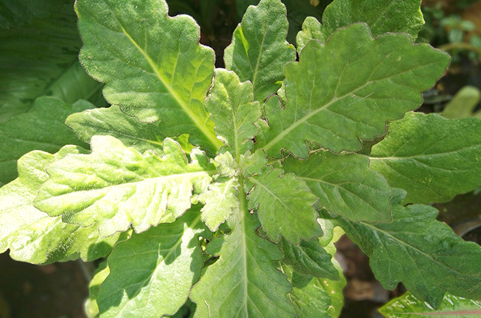 bentuk daun tanaman daun dewa bentuk daun tanaman daun dewa