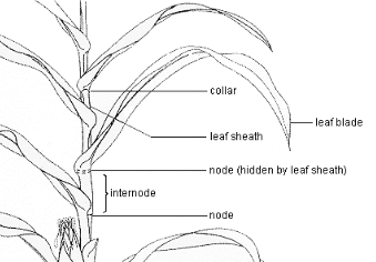 daun jagung Daun jagung