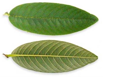 daun jambu daun