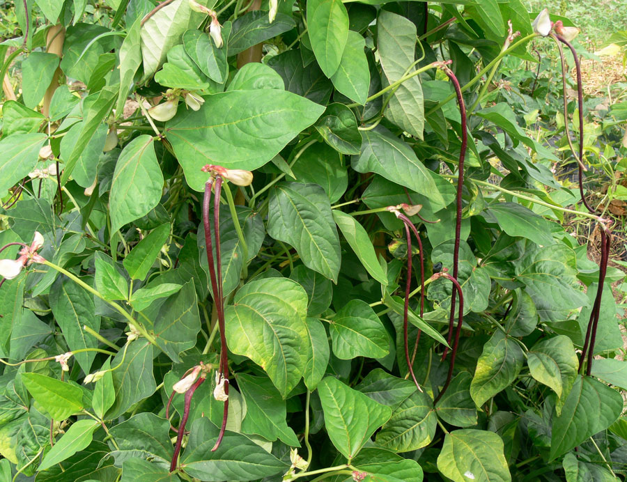 daun kacang panjang daun kacang panjang