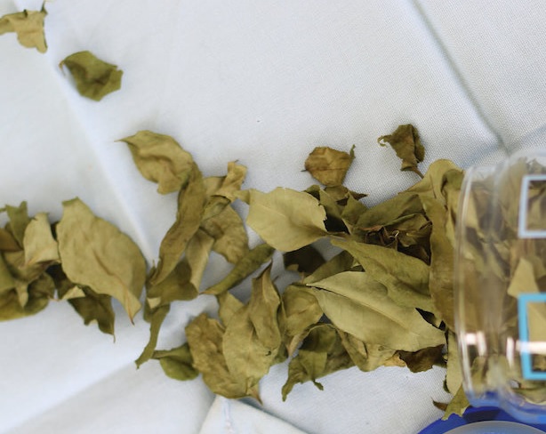 daun kari kering daun kari kering