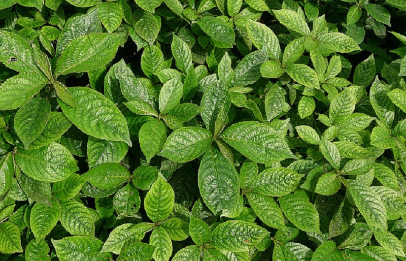 daun-kaca-beling daun-kaca-beling