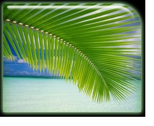 daun kelapa daun kelapa