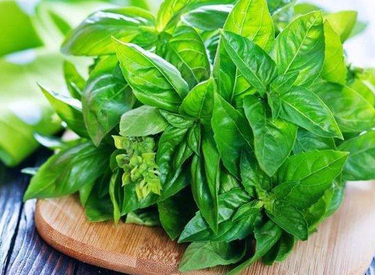 TANAMAN OBAT KELUARGA - KEMANGI TANAMAN OBAT KELUARGA : KEMANGI