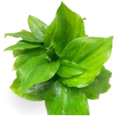 daun kencur daun kencur