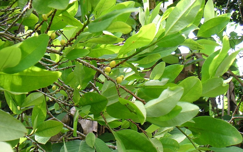 buah-koka buah-koka