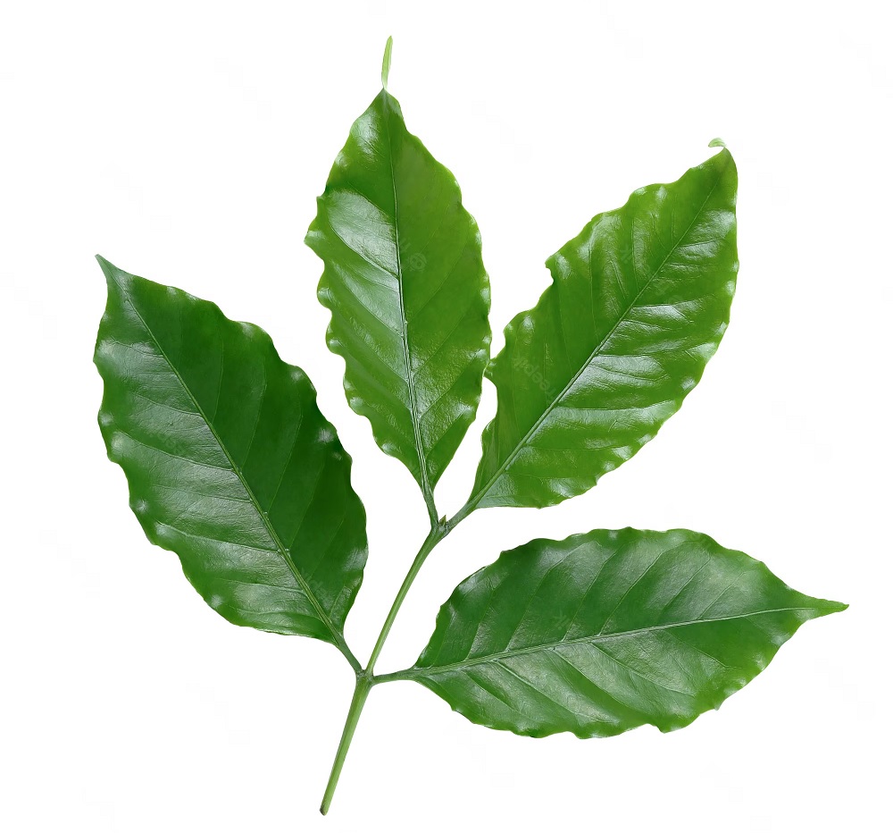 daun kopi daun kopi