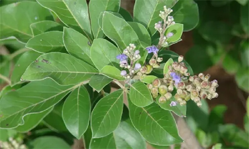 daun-legundi daun-legundi
