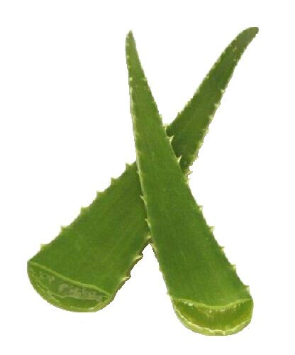daun lidah buaya daun lidah buaya