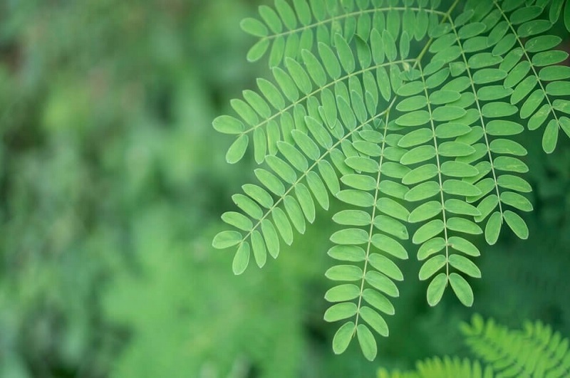 pohon-meniran pohon-meniran