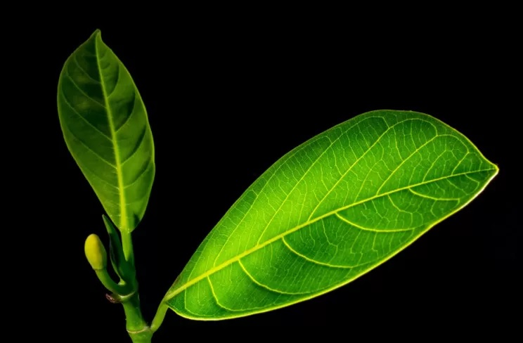 daun nangka daun nangka