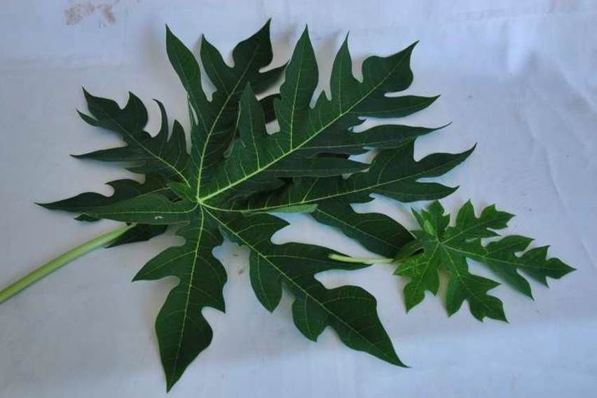 daun pepaya daun