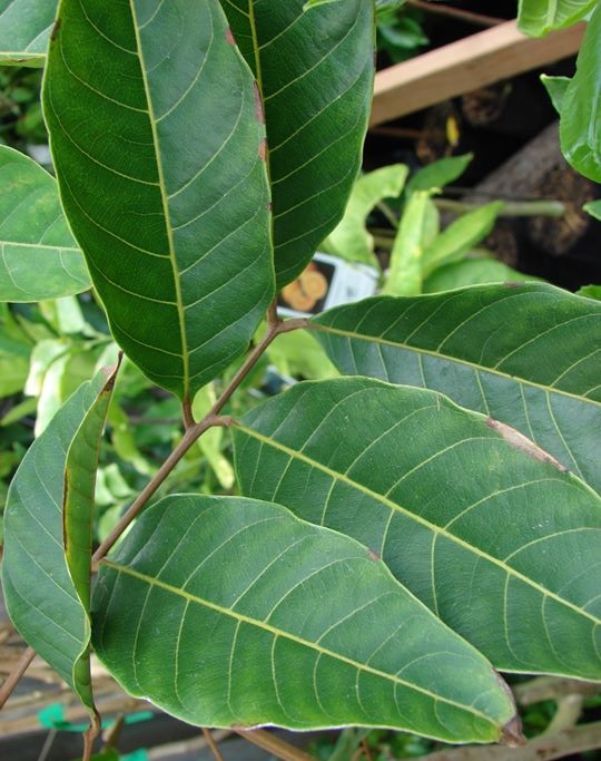 daun rambutan daun rambutan