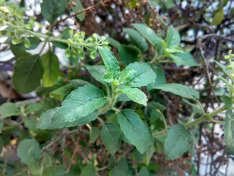 daun-ruku-ruku daun-ruku-ruku