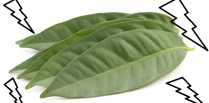 daun salam toga daun salam