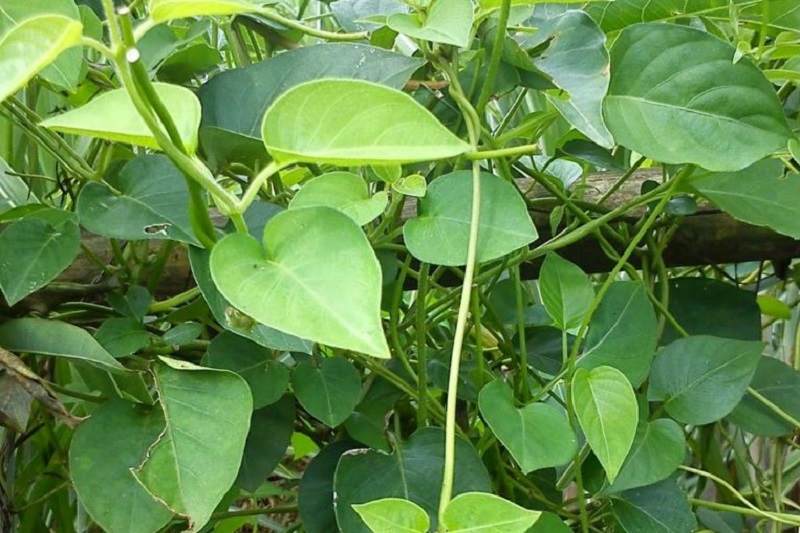manfaat-daun-sembukan manfaat-daun-sembukan