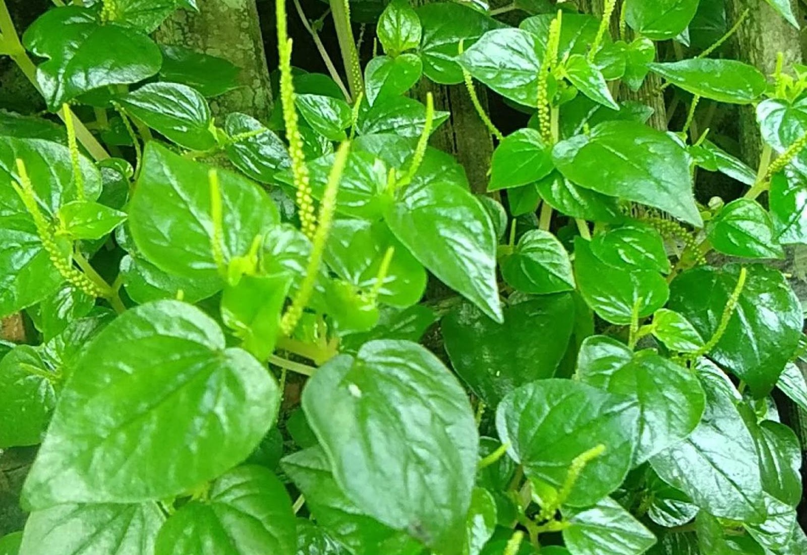 daun sirih cina daun sirih cina