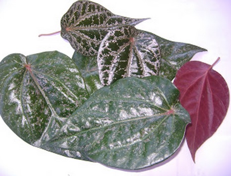 daun sirih merah daun sirih merah
