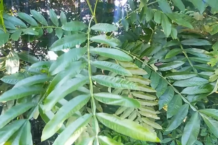 manfaat-daun-sungkai manfaat-daun-sungkai