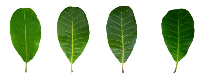daun jambu mete daun jambu monyet
