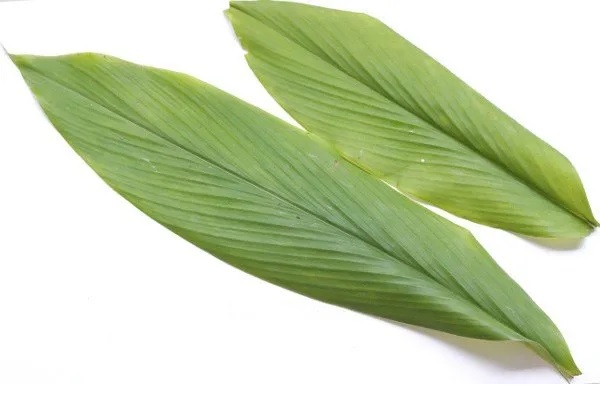 daun tanaman kunyit daun tanaman kunyit