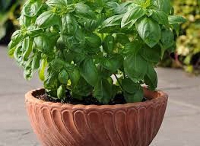 daun-basil daun-basil