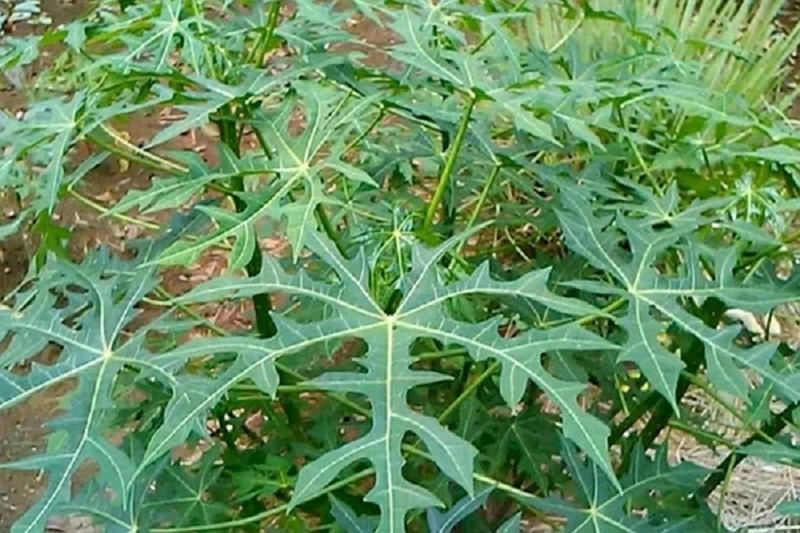 daun-gedi daun-gedi