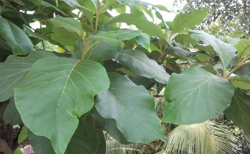 daun-jati daun-jati