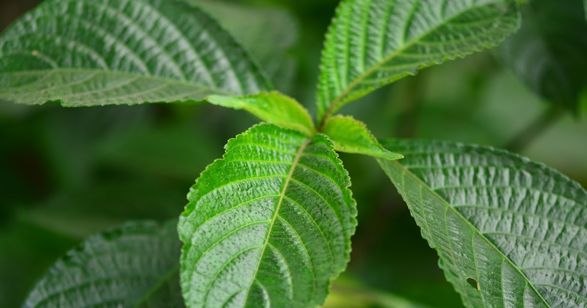 manfaat daun keji beling manfaat daun keji beling